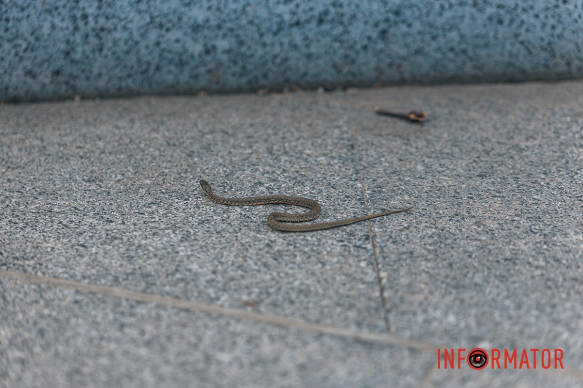 Щось новеньке