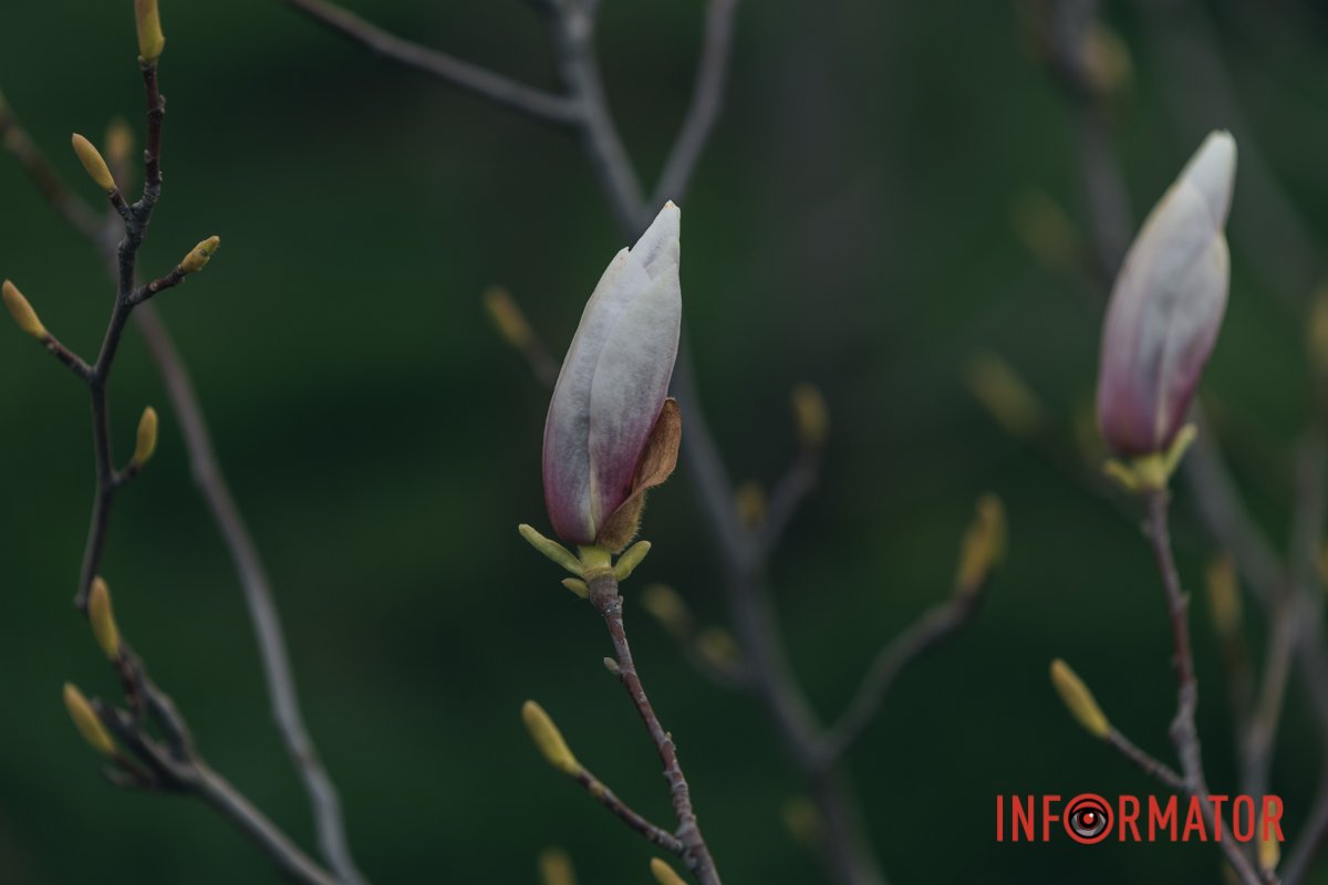 Життя прекрасне