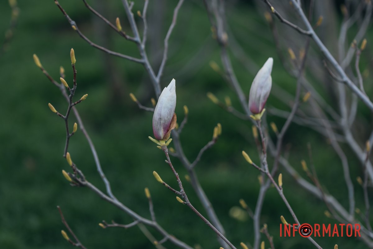 Природа дивовижна 