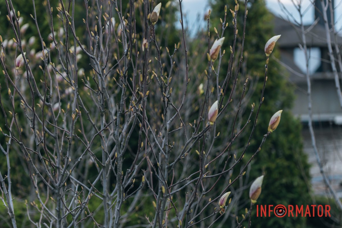 Вже зовсім скоро розцвітуть 