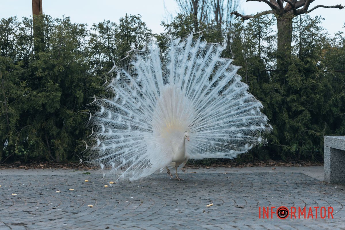 У всій красі
