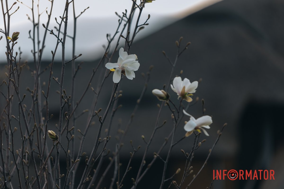 Ще трохи краси