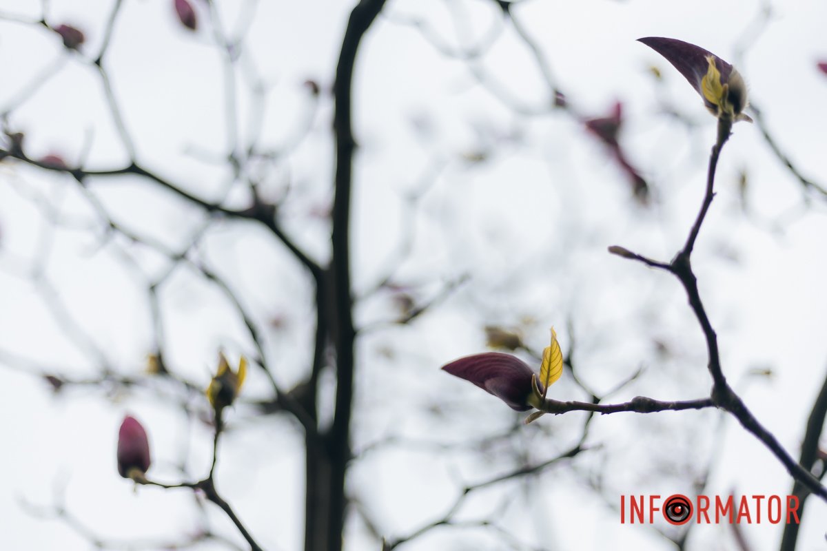 У світі 240 видів рослин родини магнолієвих