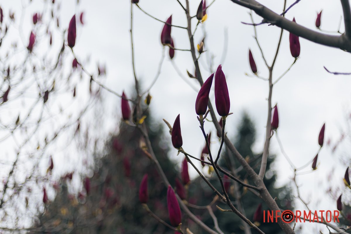 Магнолії були в епоху динозаврів