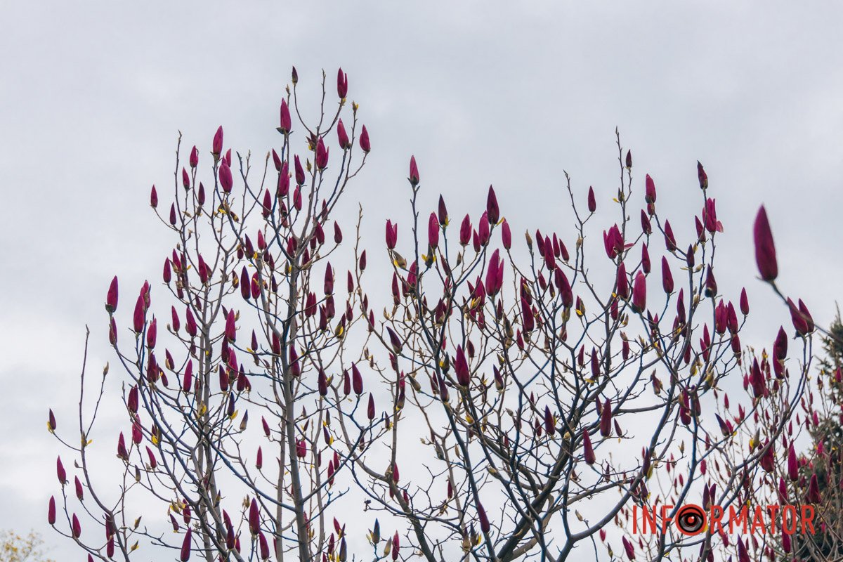 Магнолія – одна з найстаріших рослин на Землі