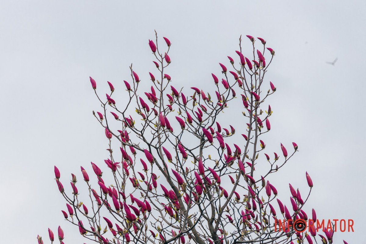 Магнолії на ж/м Сонячний