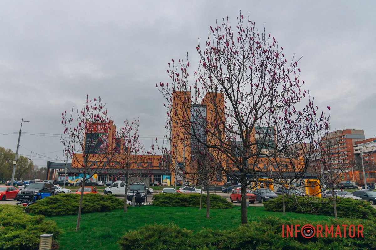 У Дніпрі розквітають магнолії