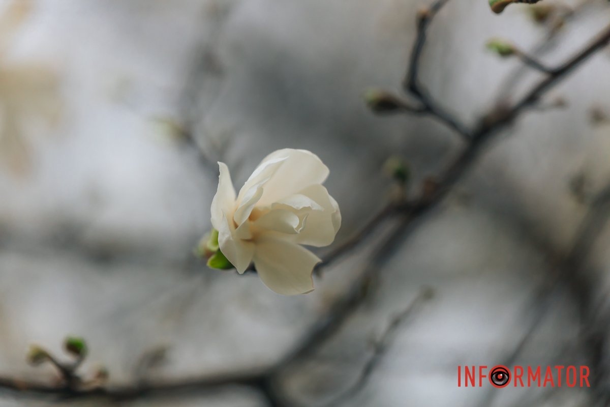 Заряд позитиву