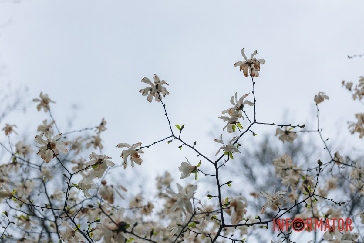 Квітковий бум