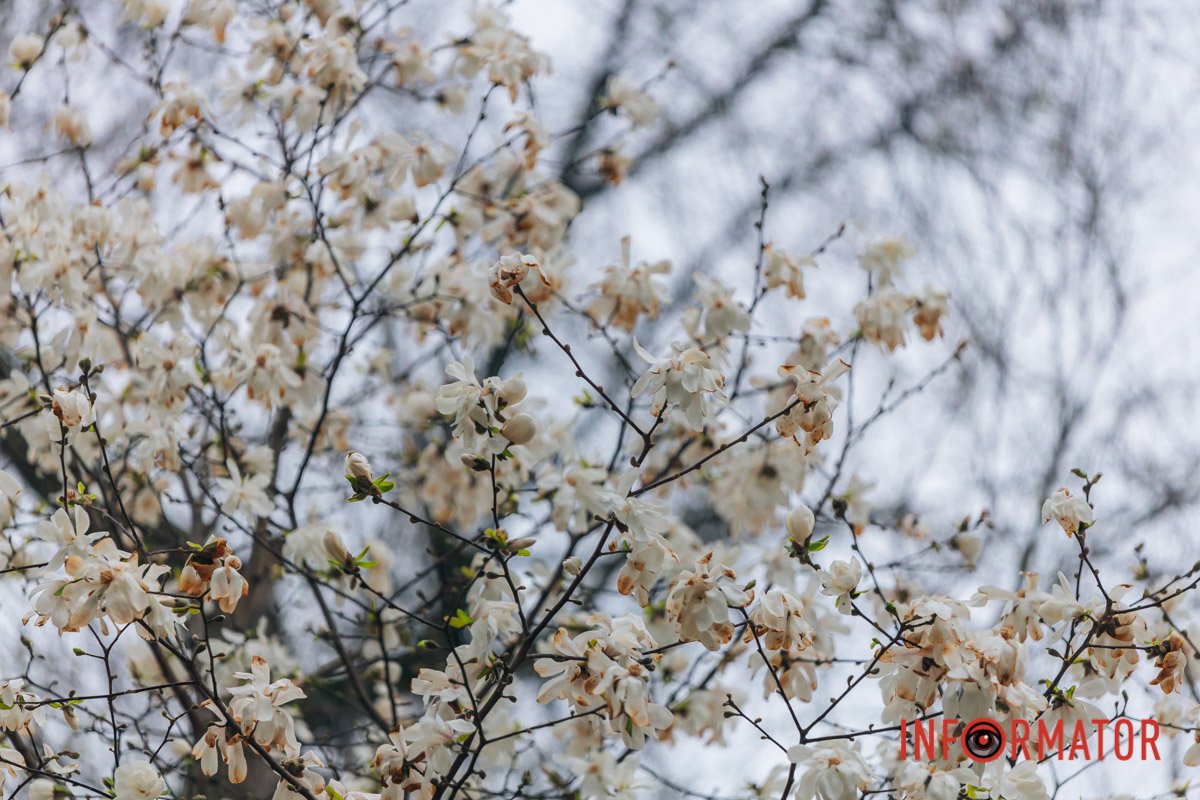 Життя швидкоплинне 