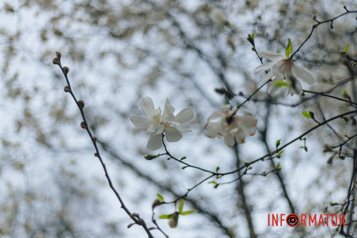 Дніпро розквітає