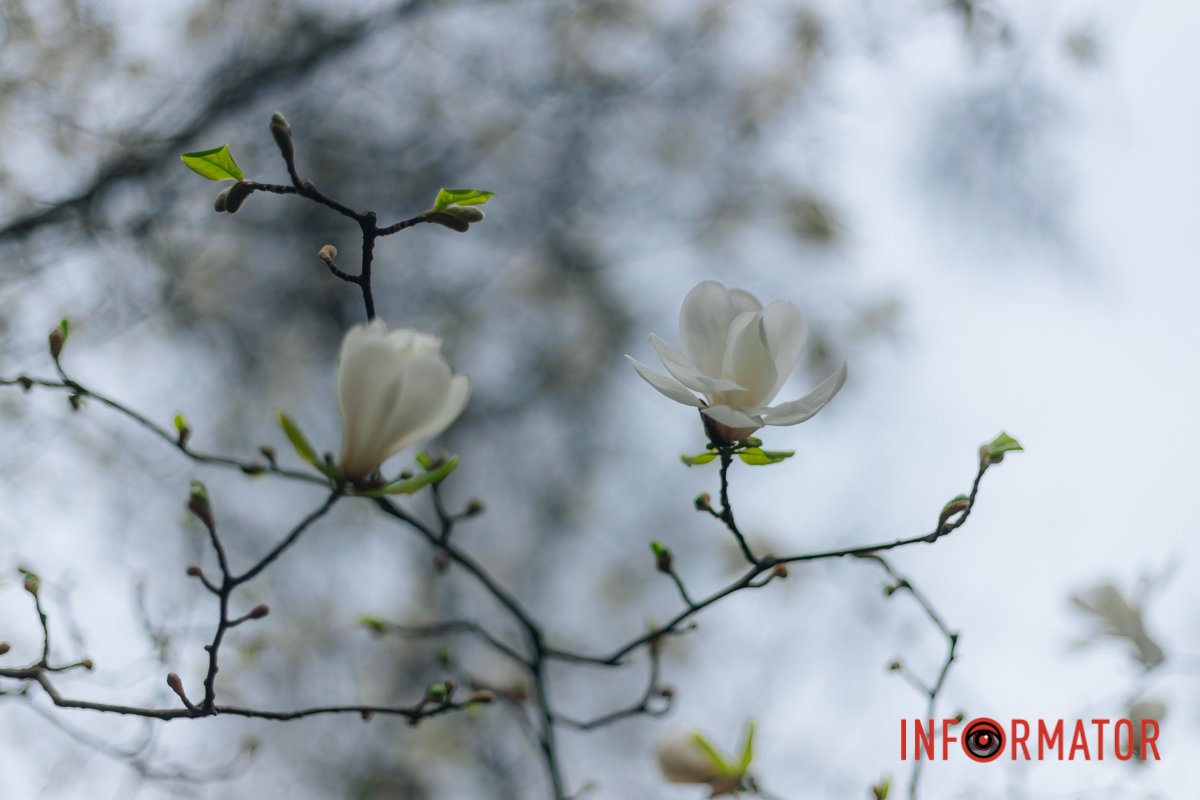 Символізують мир