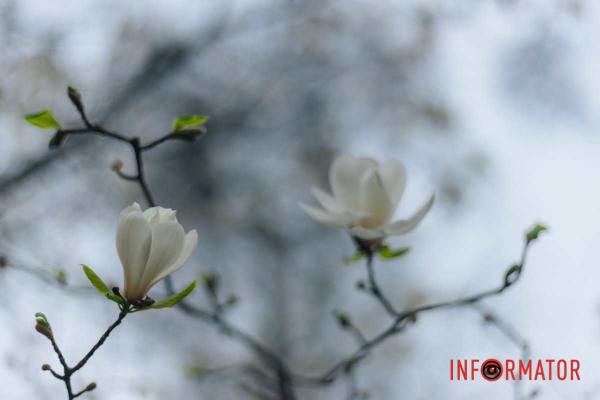 Білі магнолії