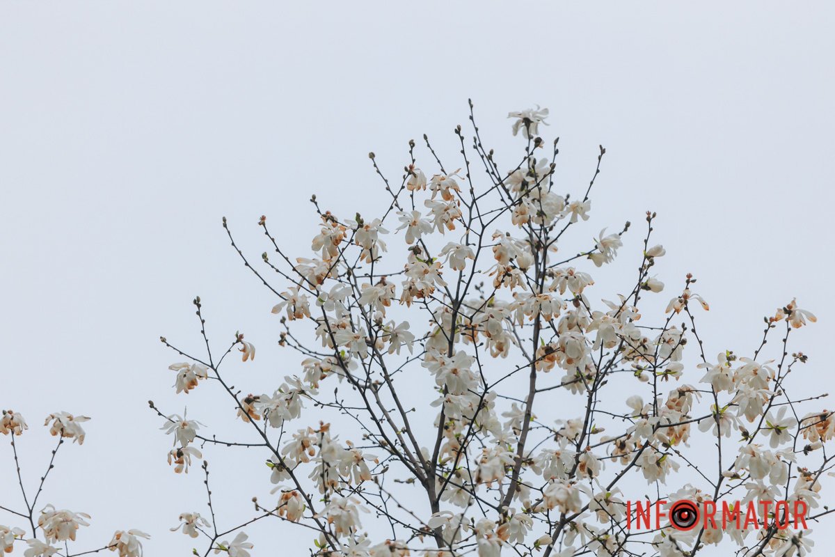 Магнолії у сквері Героїв