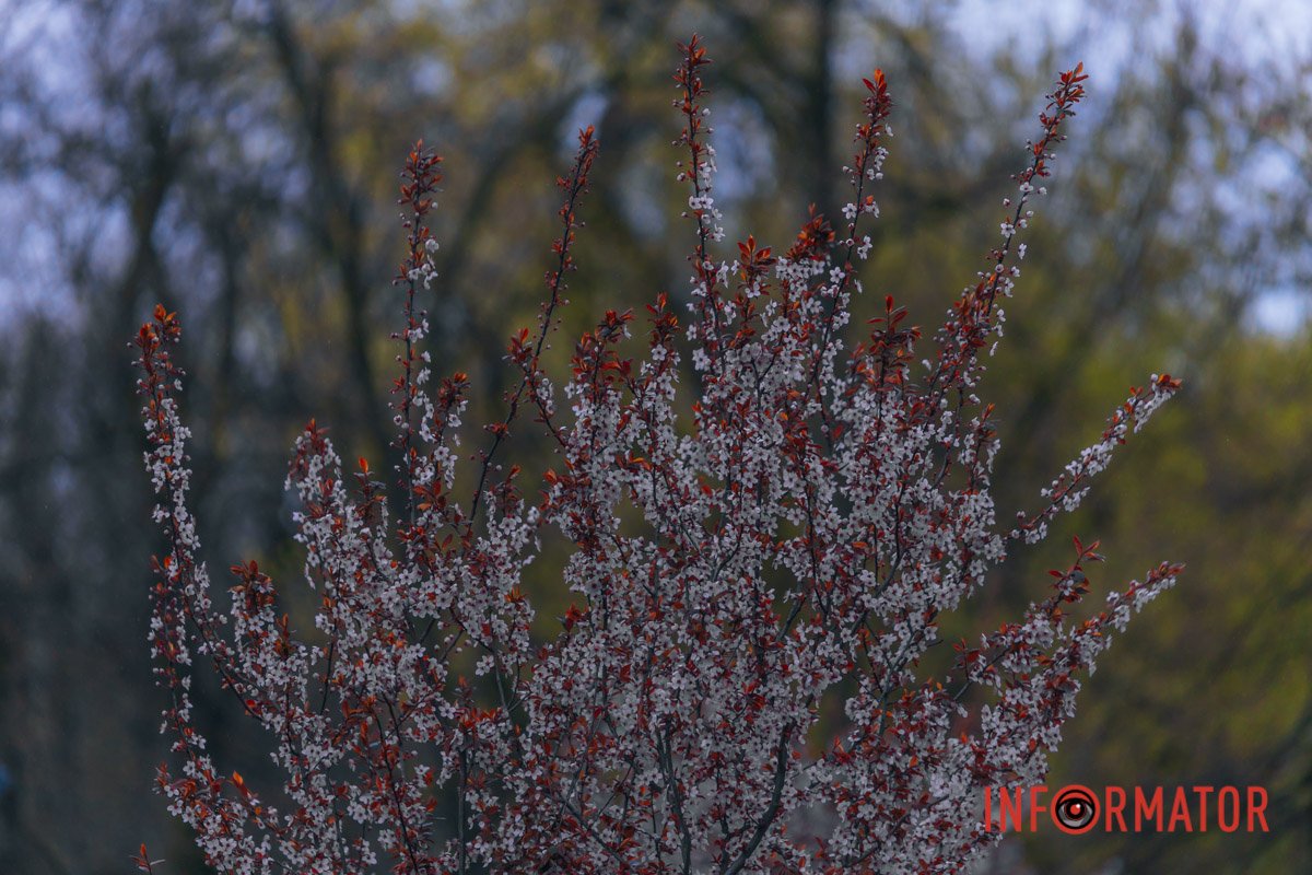 Автор фото: Денис Чубченко