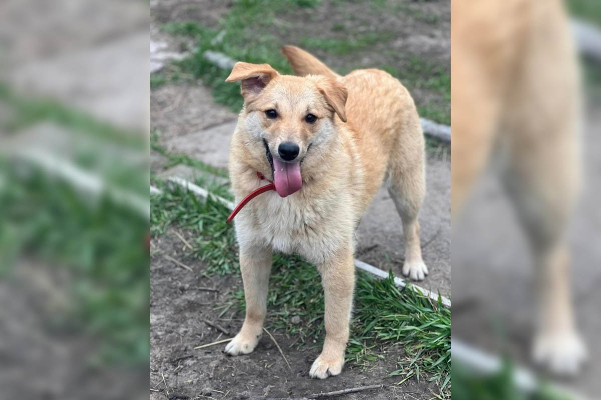 Джеська Джеська