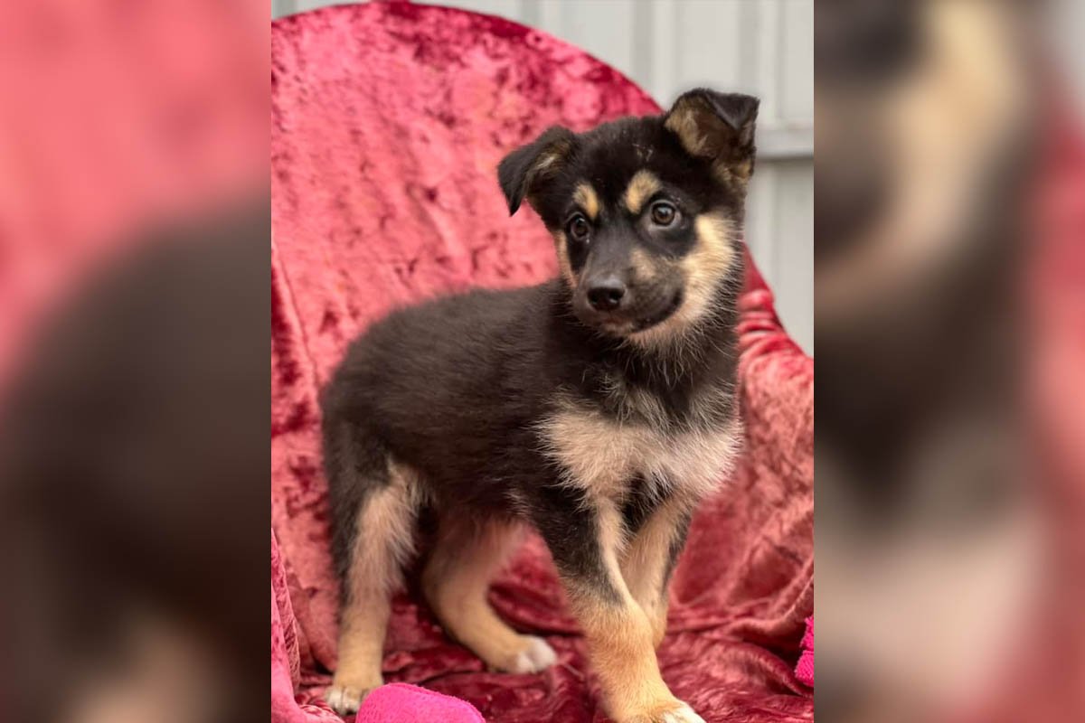 Собакен Собакен