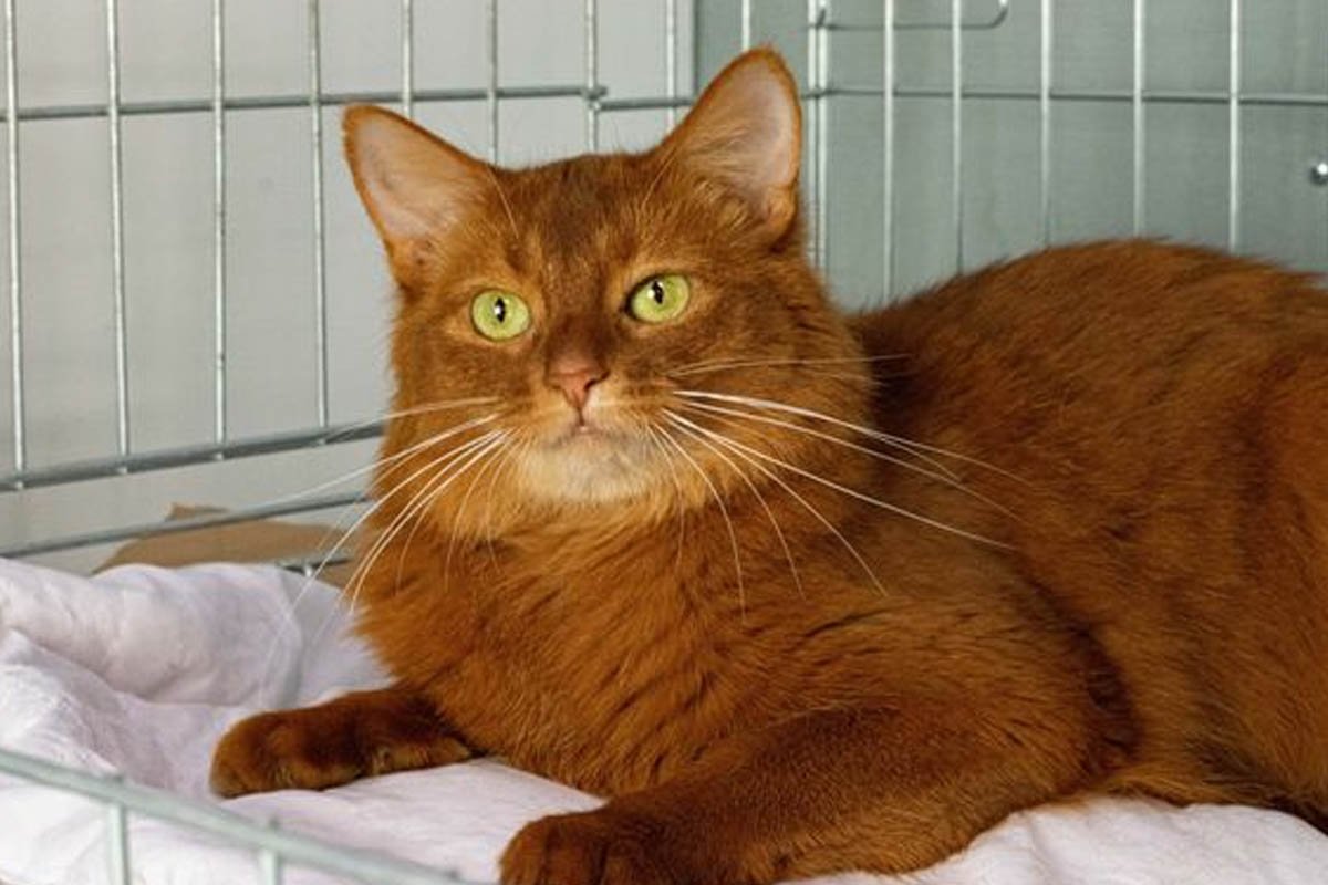 Принцеса Ксена Принцеса Ксена