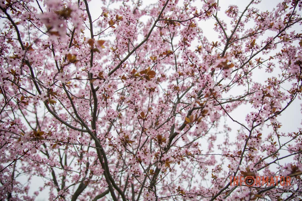 Весна у Дніпрі Весна у Дніпрі