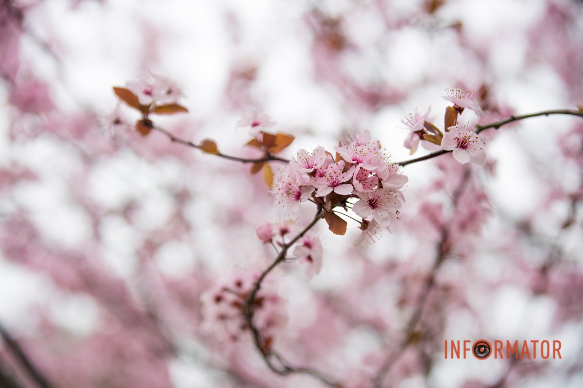 Заворожує Заворожує