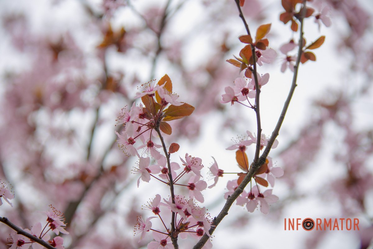 У природи інши плани У природи інши плани