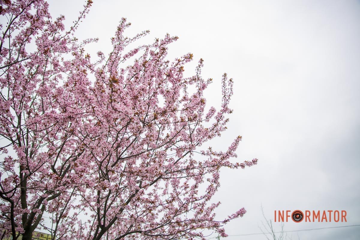 "Рожева казка" "Рожева казка"