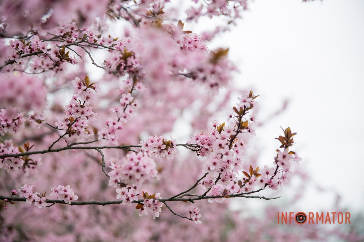 Немов солодка вата Немов солодка вата
