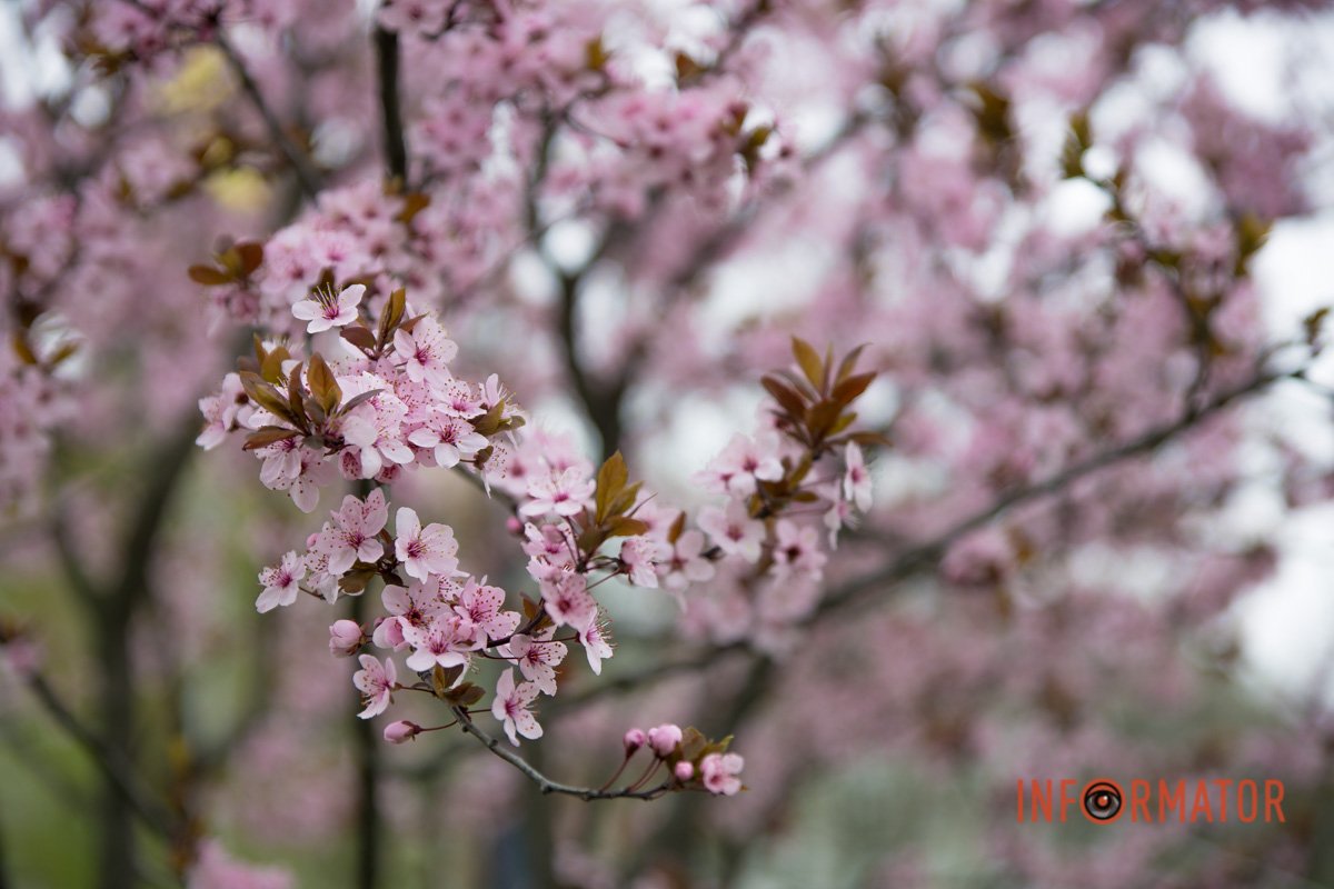 Надихає Надихає