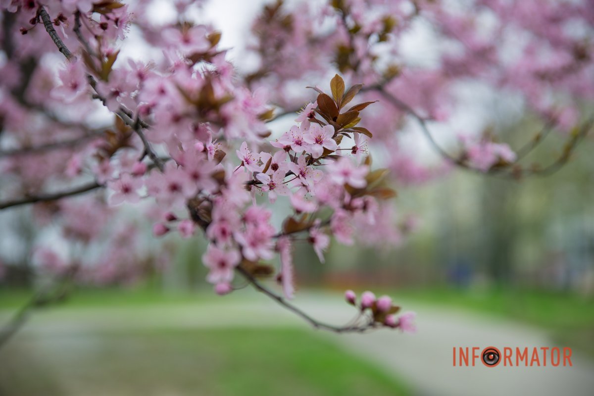 У квітні квітуть дерева У квітні квітуть дерева