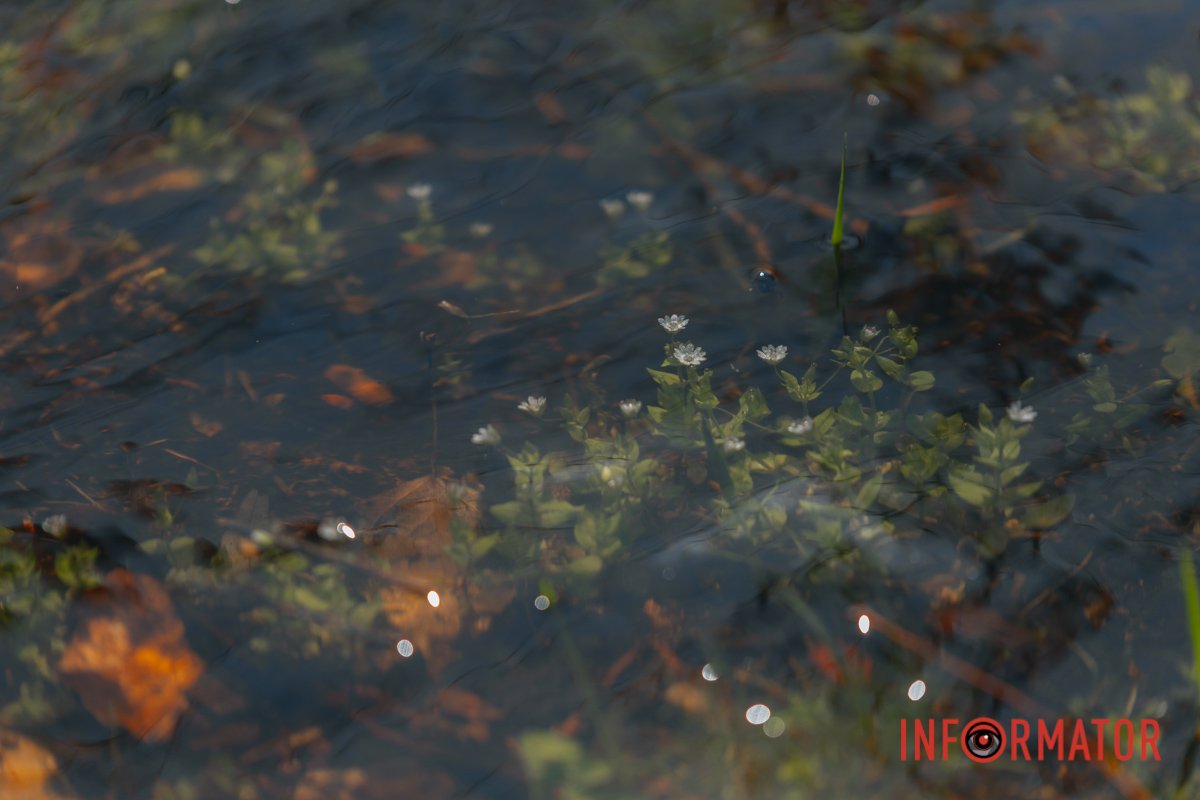 Квіточки під водою