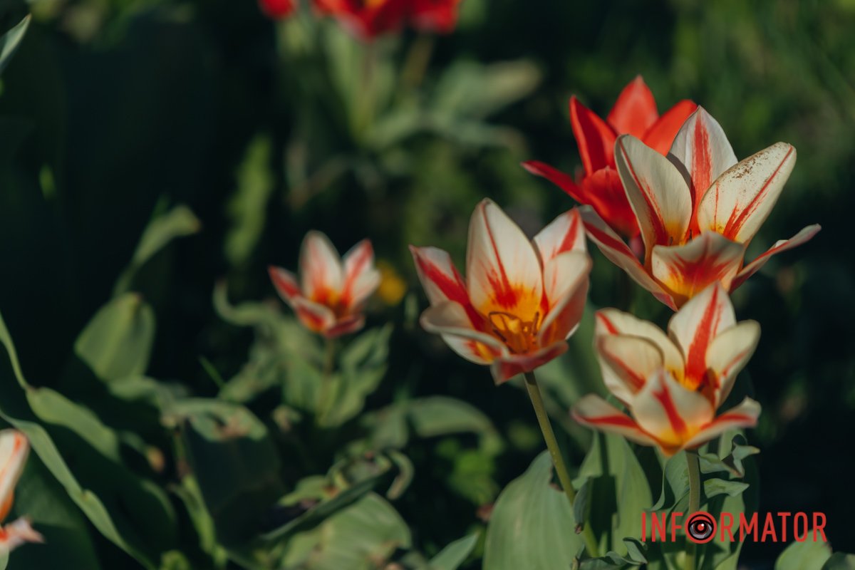 Тендітність 