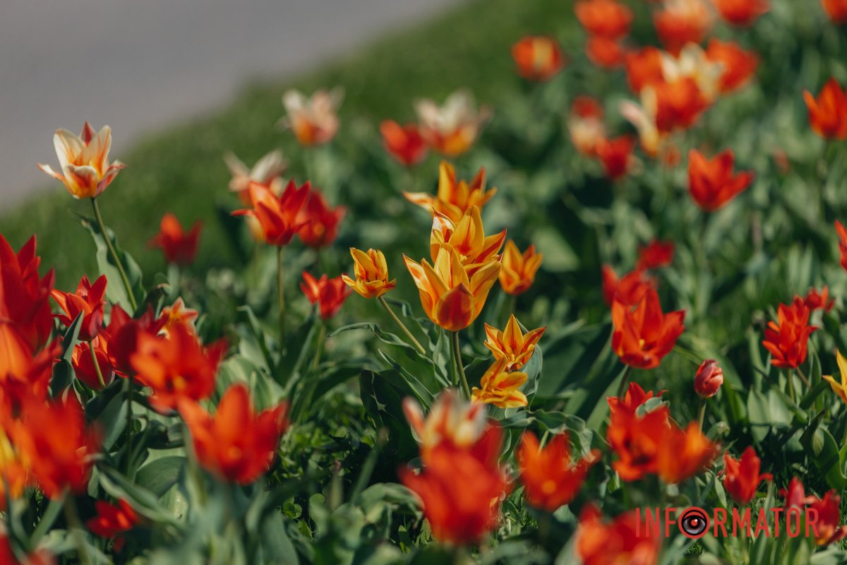 Багато квітів не буває 