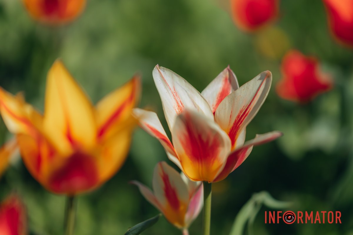 Роздивіться ближче 