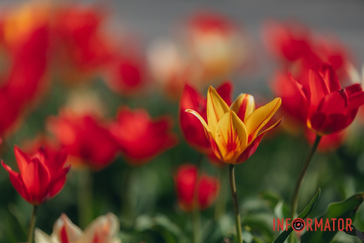 Заворожують погляд