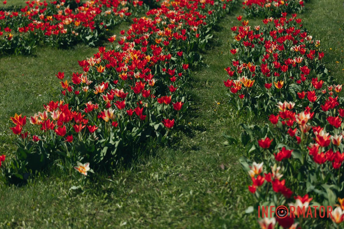 Червоного забарвлення 