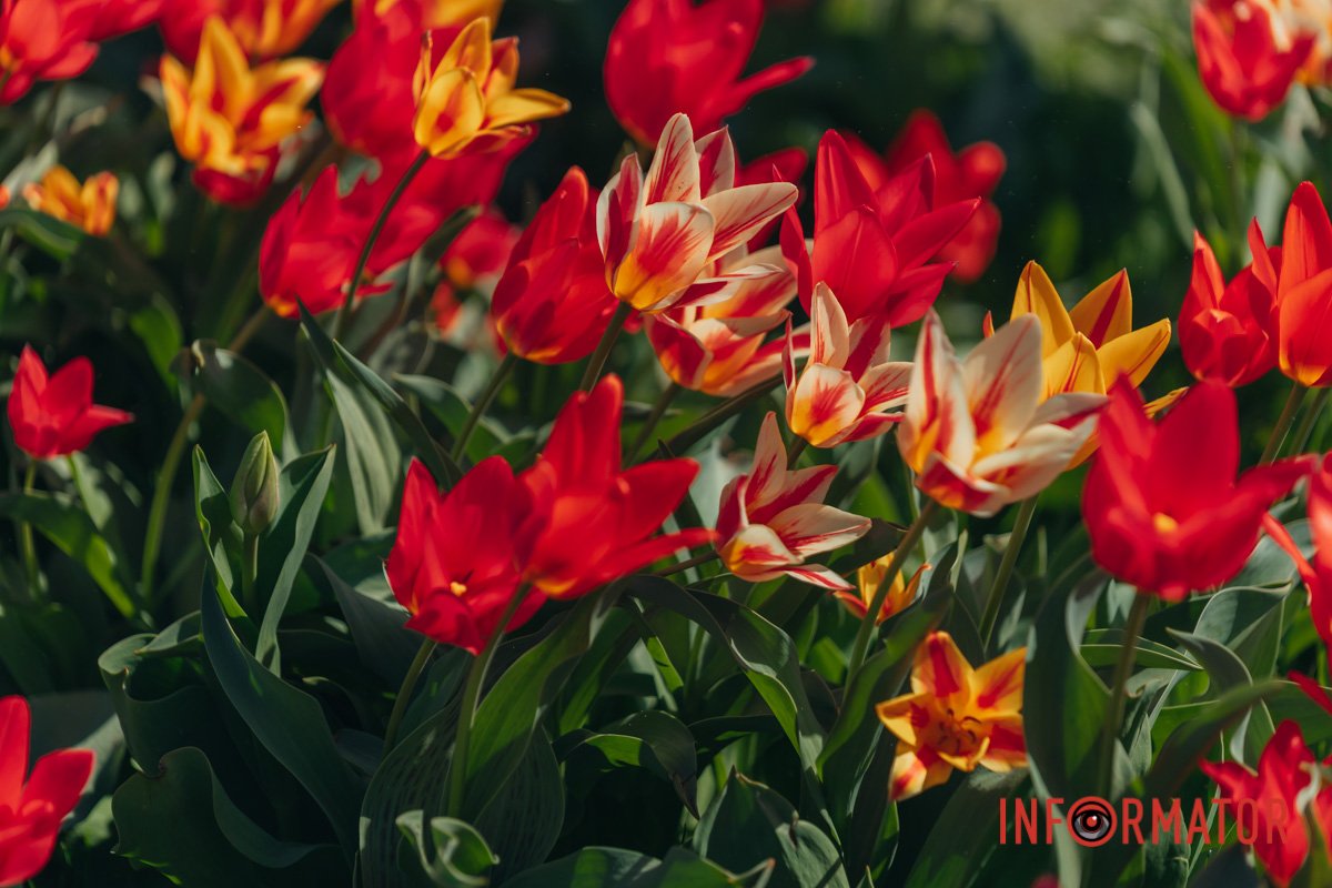 Різнобарв'я кольорів 