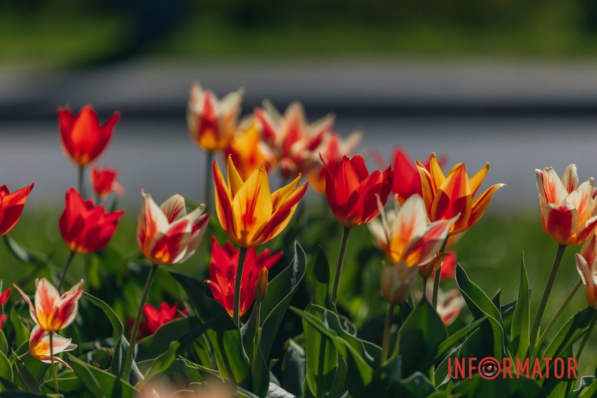 Справжня краса 