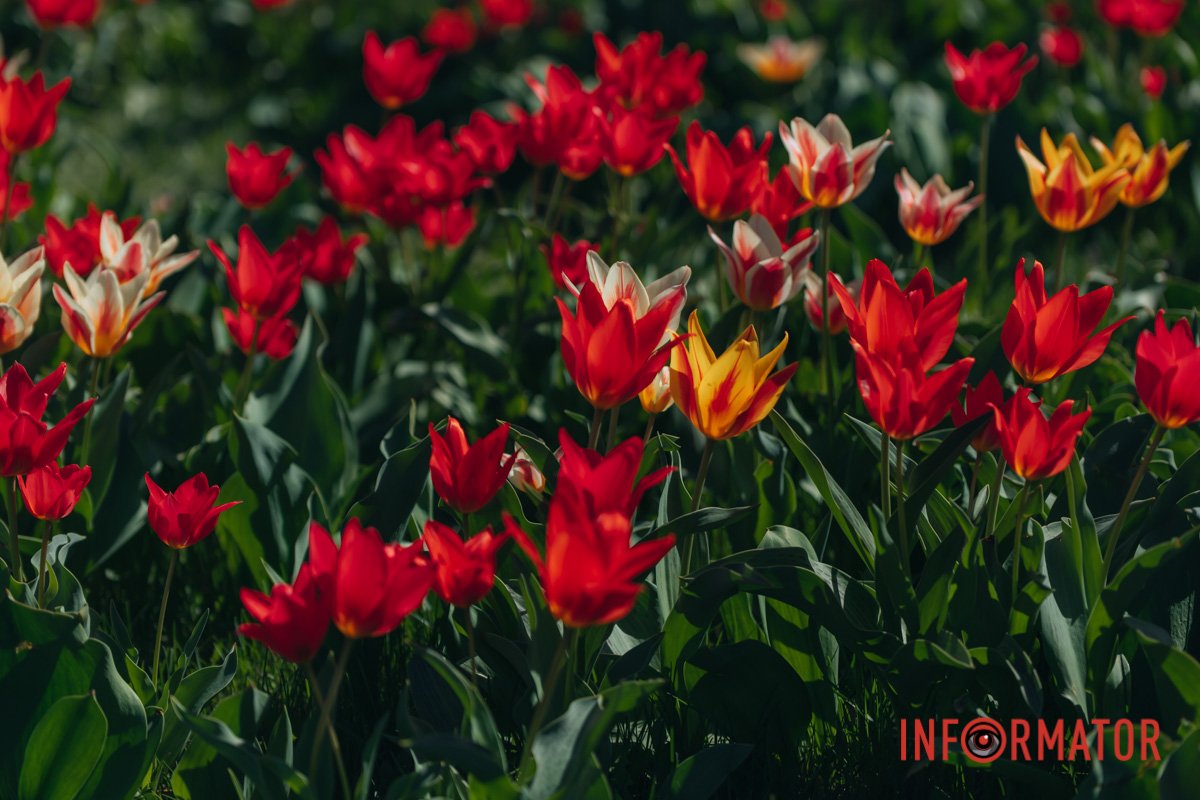 Заставка на телефон 