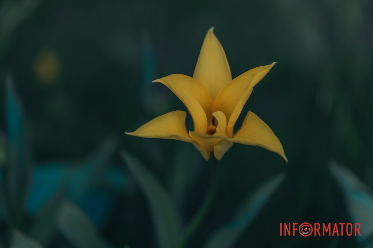 Жовтого кольору 