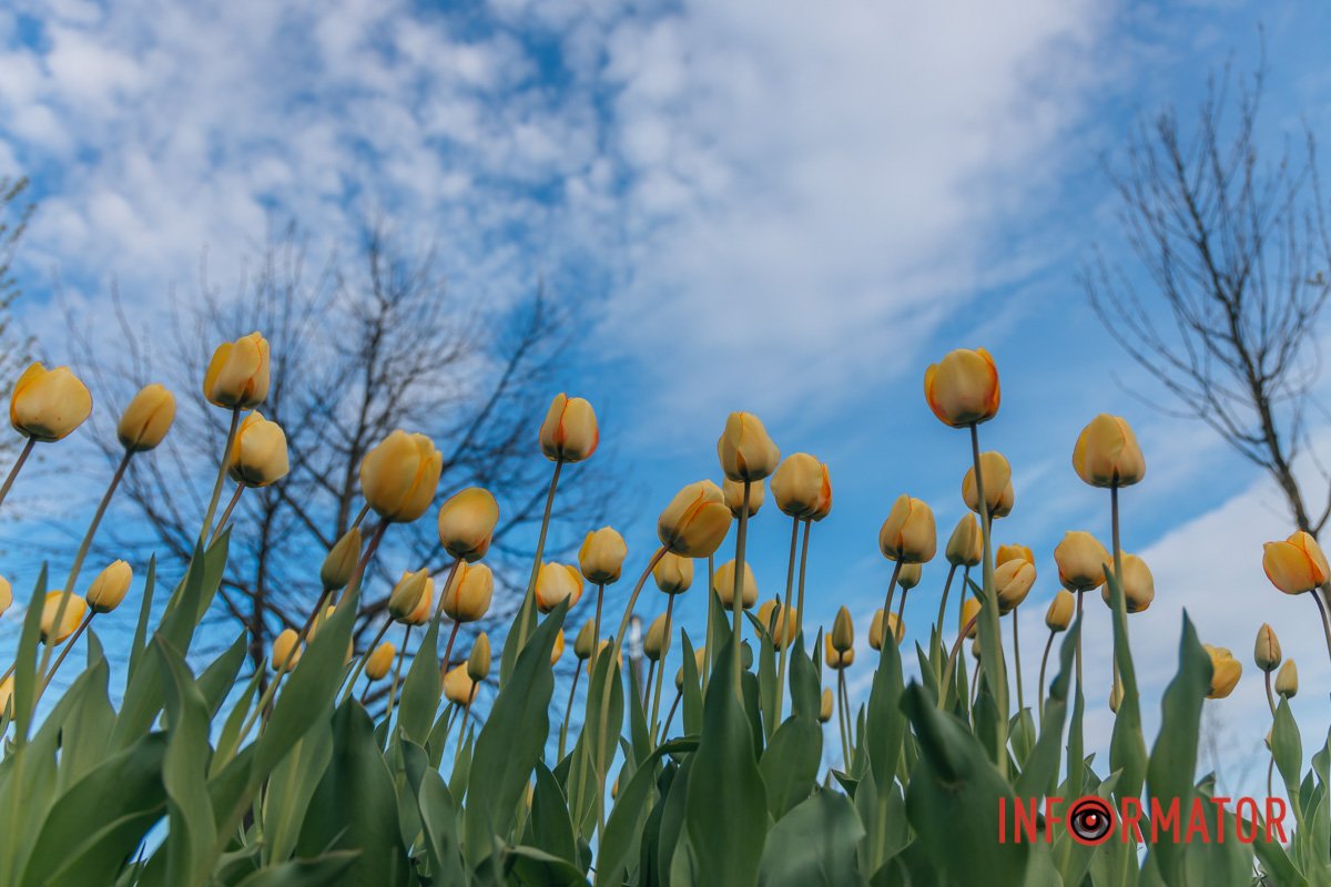 Тягнуться до неба