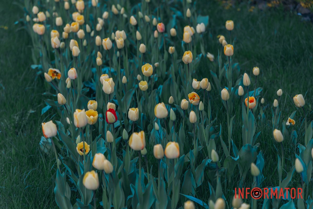 Галявина жовтих тюльпанів та один червоний 