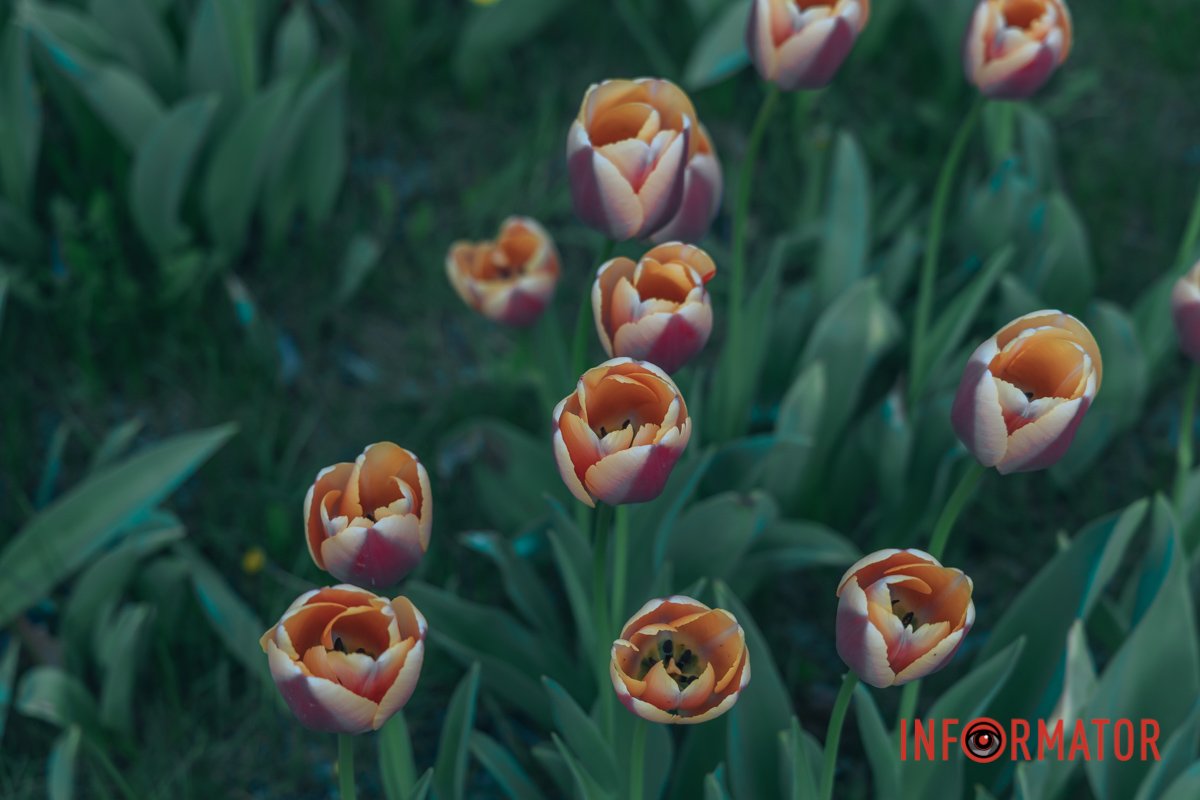 Розпустились