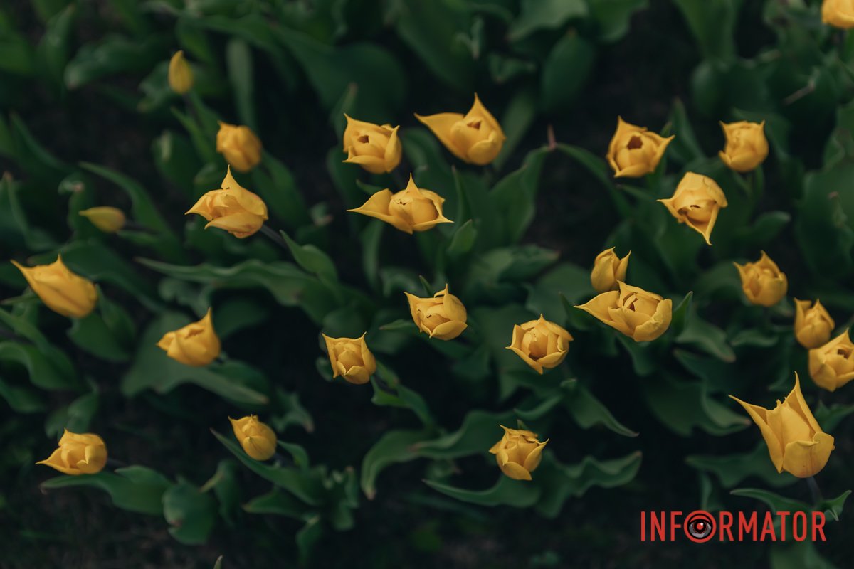 Прикраса міста