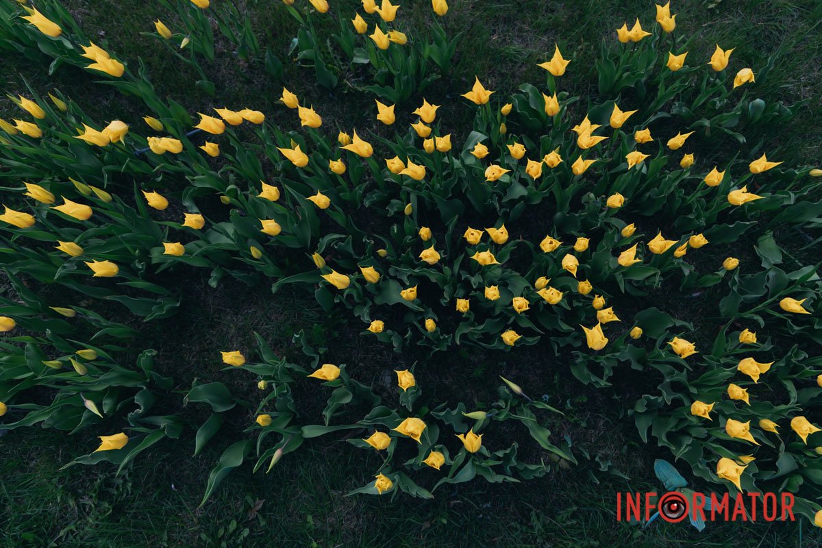 Квітковий бум 