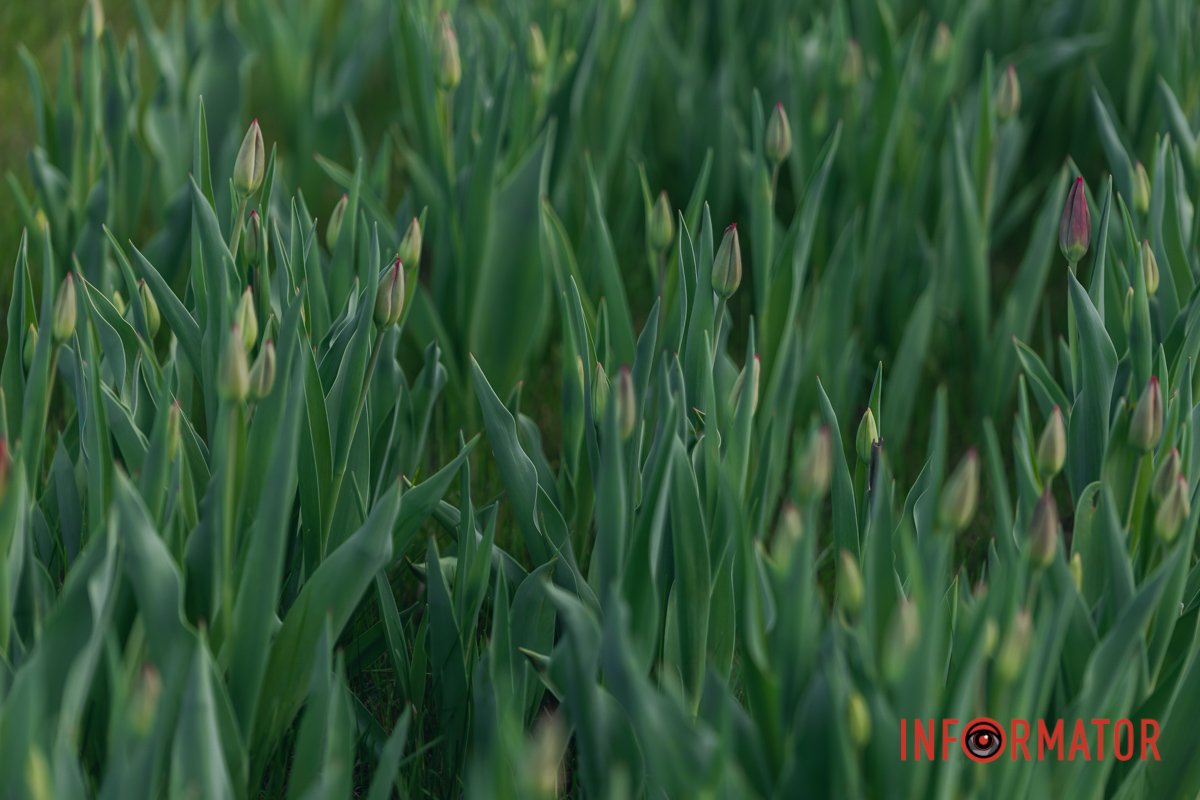 Зелений колір