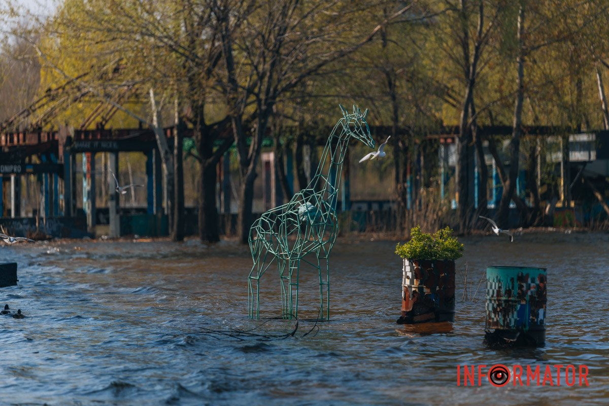 Жирафа у воді