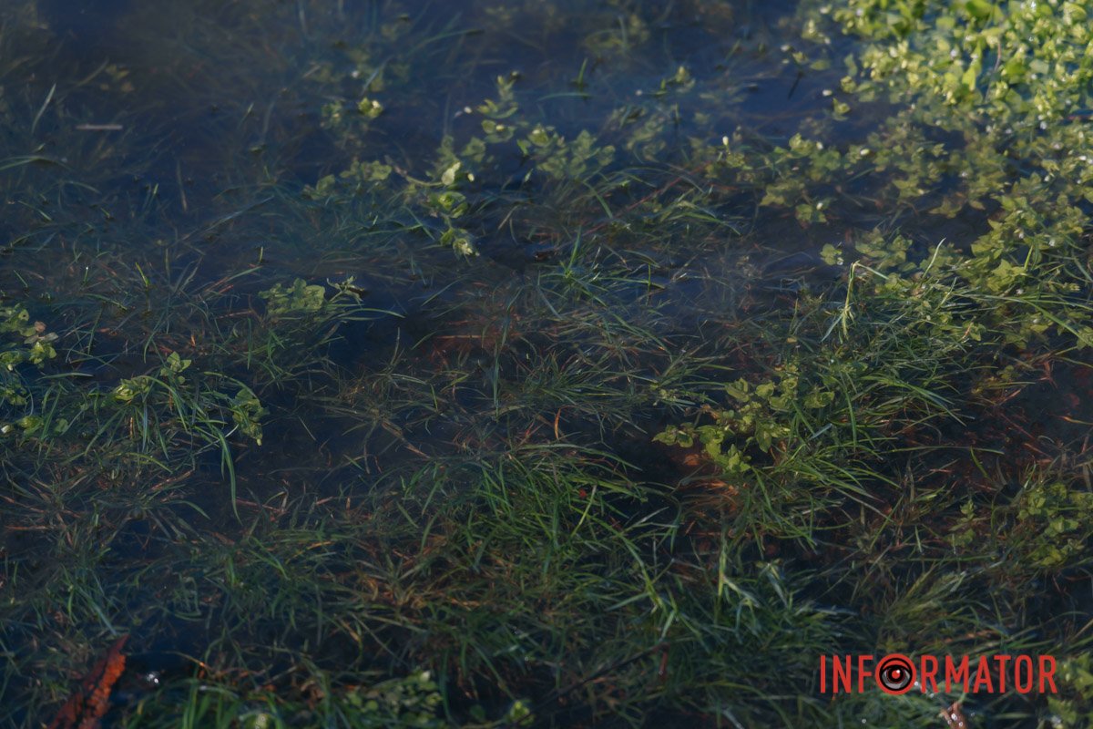 Рослини стали підводними