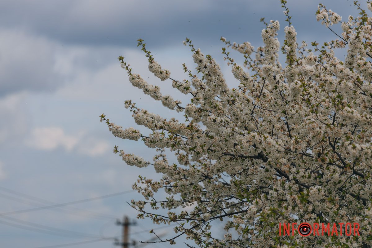 Дерево розквітло