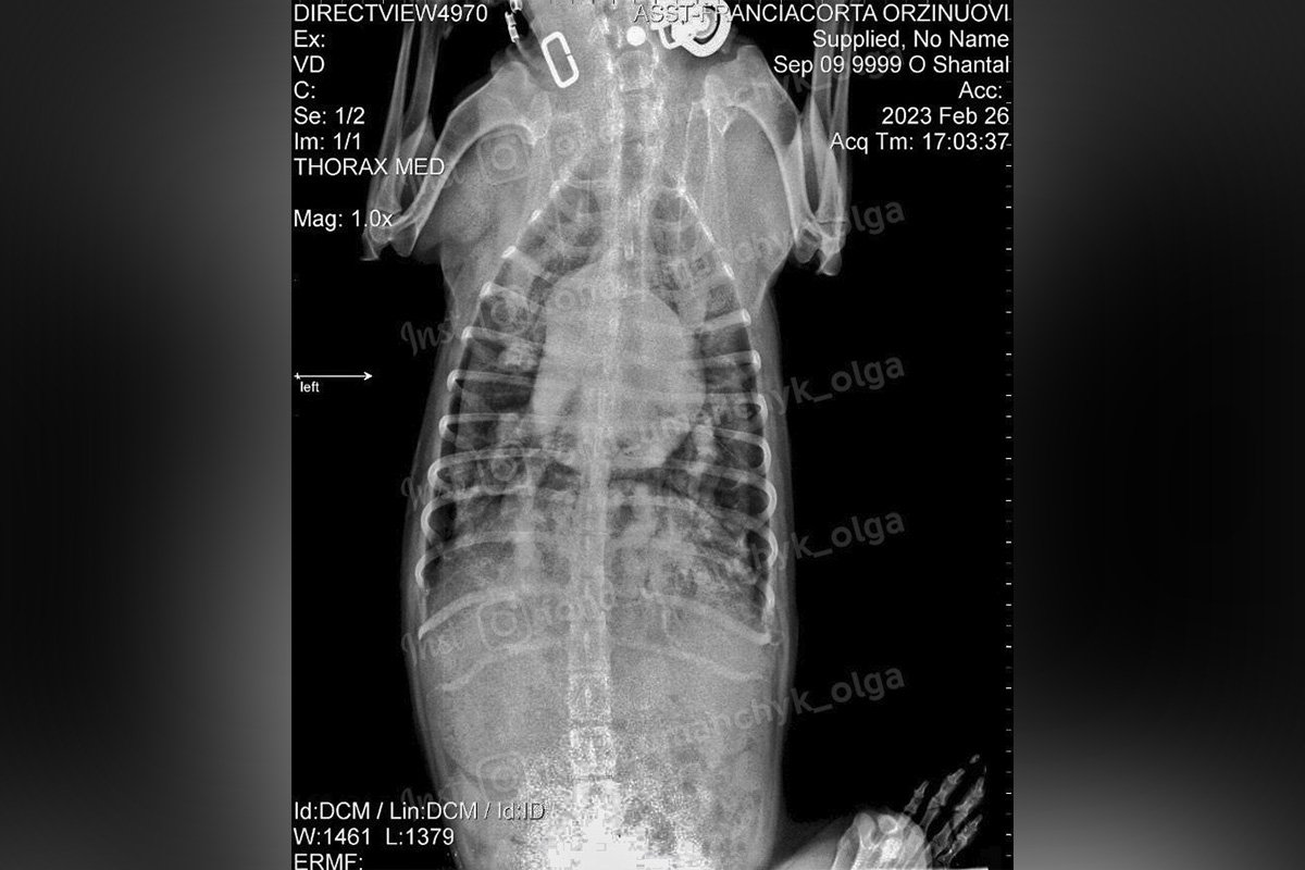 У собаки в черевній порожнечі - 7 літрів рідини