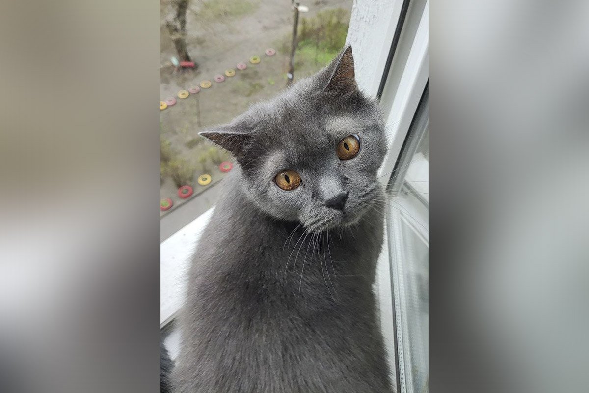 Сірий кіт з бурштиновими очима